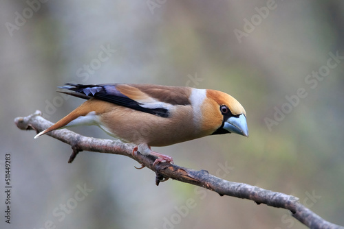 Dubonos on a branch looks out for a cone