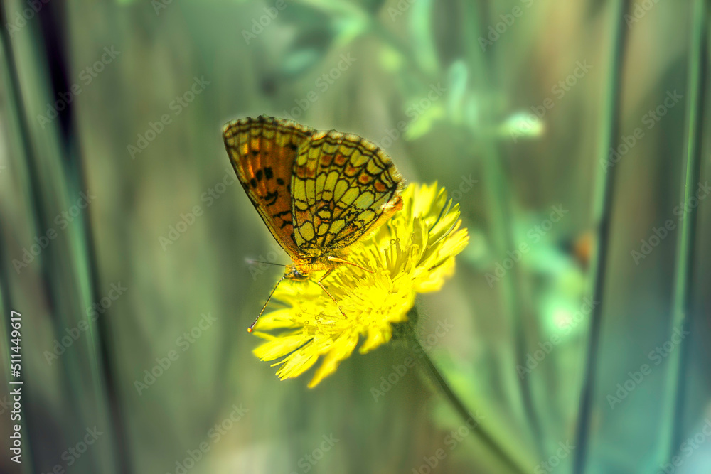 Motyl na żółtym kwiatku - obrazy, fototapety, plakaty 