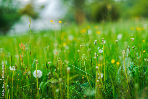 Forest meadow with fresh green grass and dandelions at sunset. Selective focus. Natural green leaves plants using as spring background cover page greenery environment ecology wallpaper.