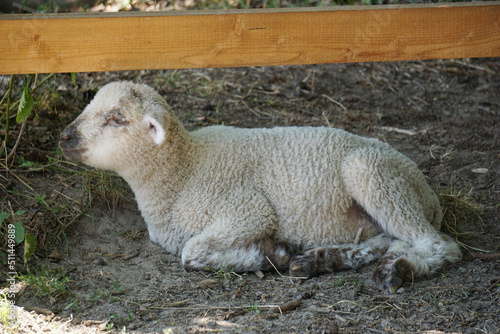 Young white sheep, lamp laying on ground