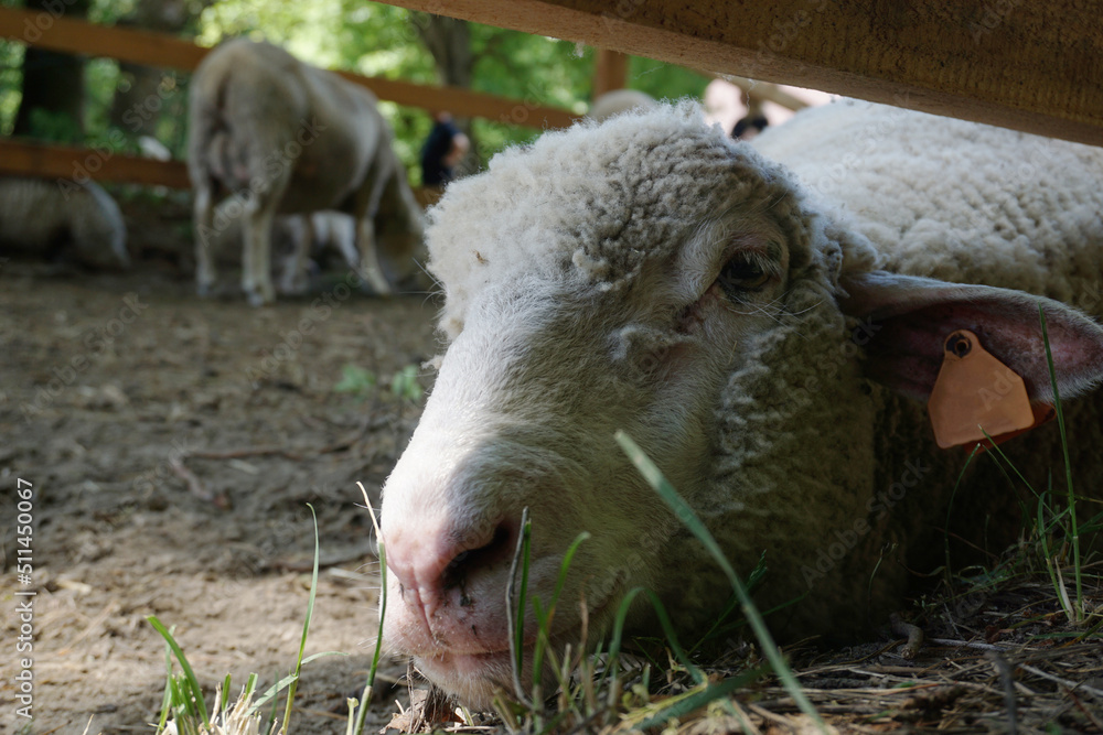 Sheep laying on a ground - close-up on head Sheep laying on a ground - close-up on head
