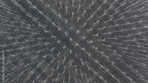 Young orchard trees in an early spring, view from above. Aerial drone image