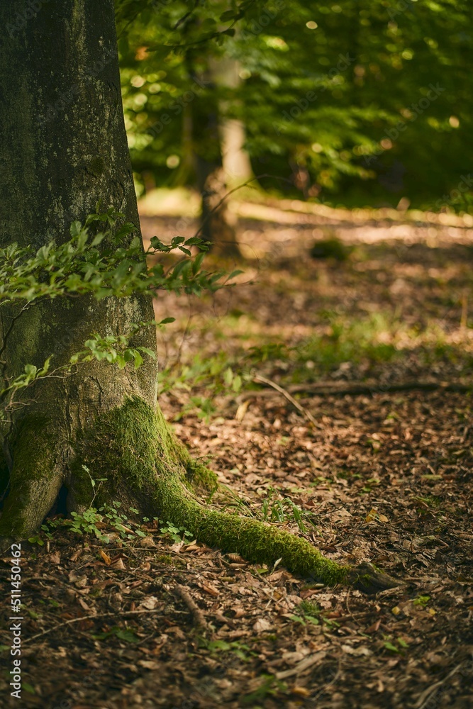 Vertical photo of a close up of a tree trunk isolated with blurred forest background Vertical photo of a close up of a tree trunk isolated with blurred forest background