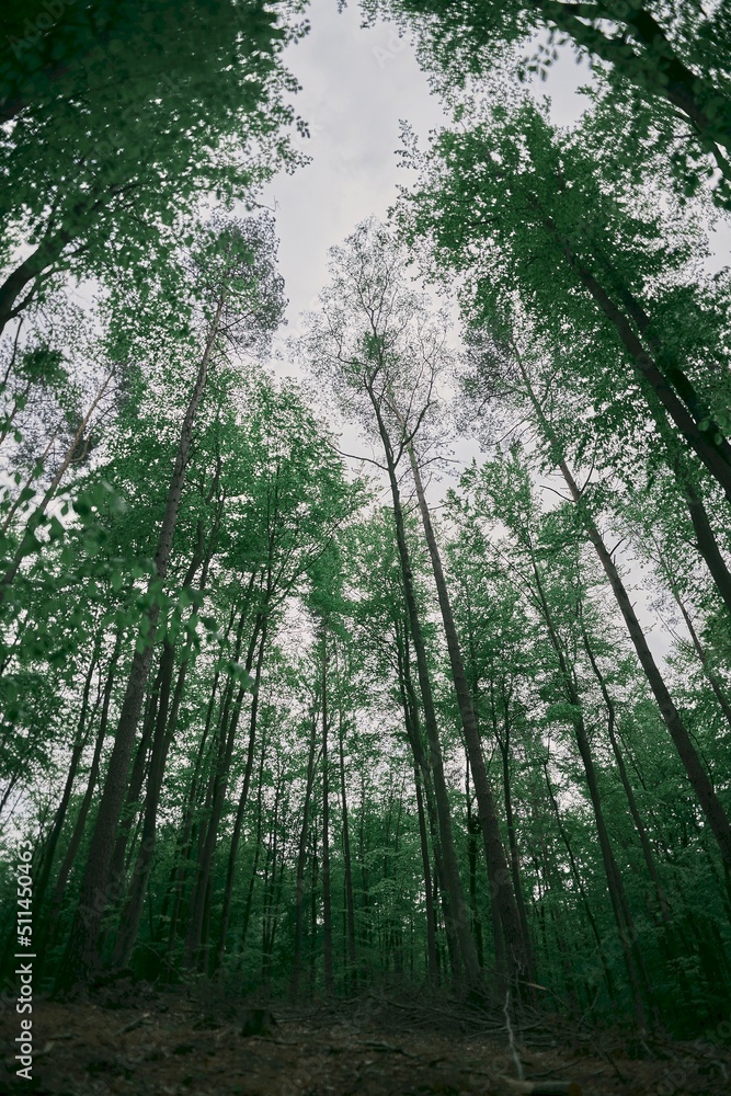 Fototapeta premium Spring forest view from the ground. Wide-angle shot of trees in the wood. Northern Europe forests biome in May