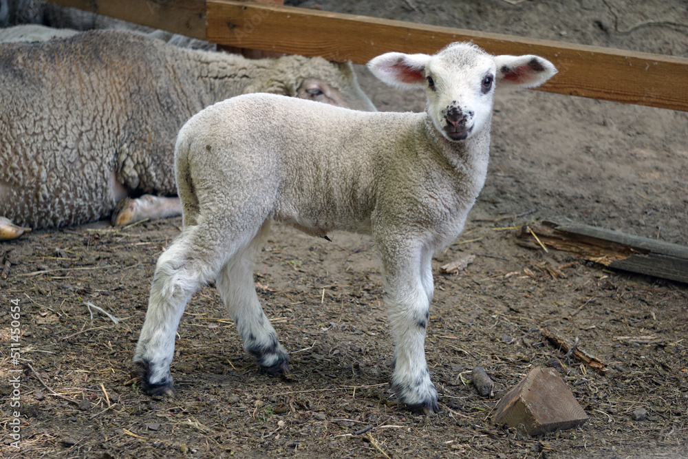 Naklejka premium Young white sheep, lamb - side view