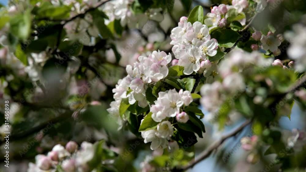 appletree blossom branch in the garden in spring
appletree blossom branch in the garden in spring