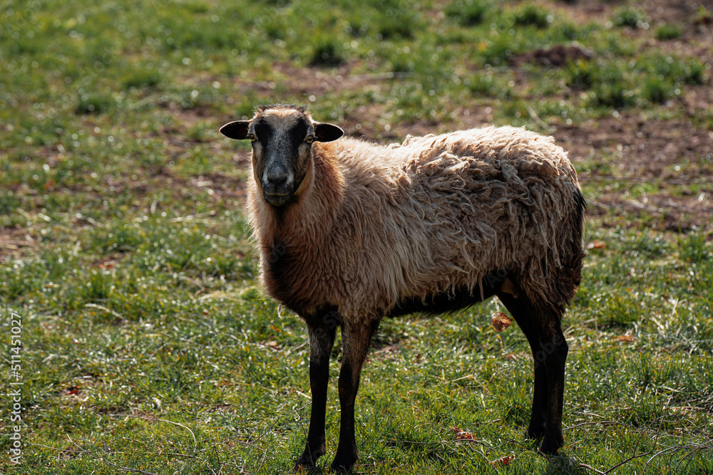 Porträt ein Schaf Porträt ein Schaf