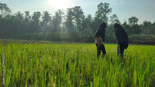 in the morning in the rice fields enjoying the refreshing morning sun © Ari Sadja