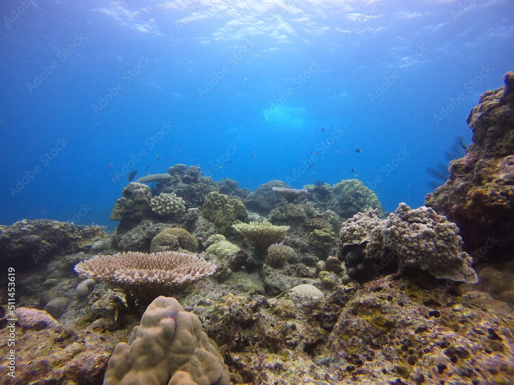 Fototapeta premium 沖縄離島 サンゴ礁