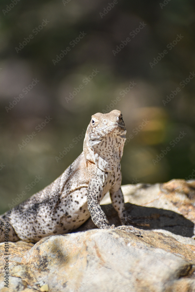 baby iguana sitting on a rock baby iguana sitting on a rock