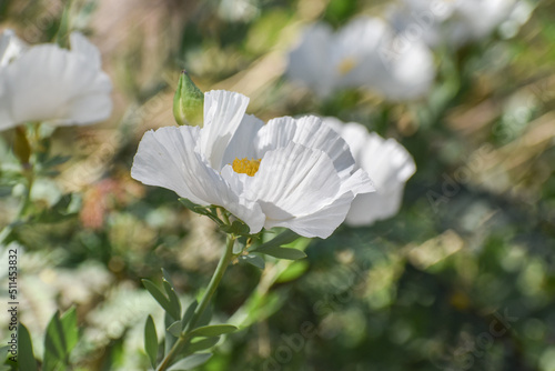 white flowers