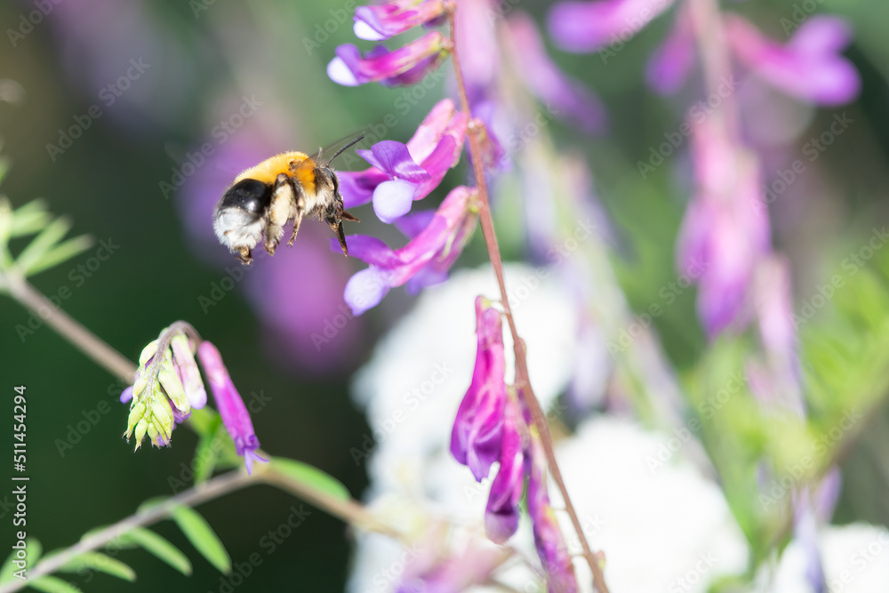 Bee close up macro photo flying towards a plant.
Bee close up macro photo flying towards a plant.