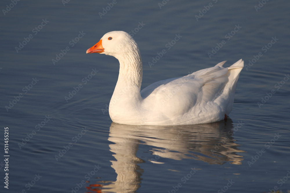 Portrait of a Domestic Goose swimming in a pond
