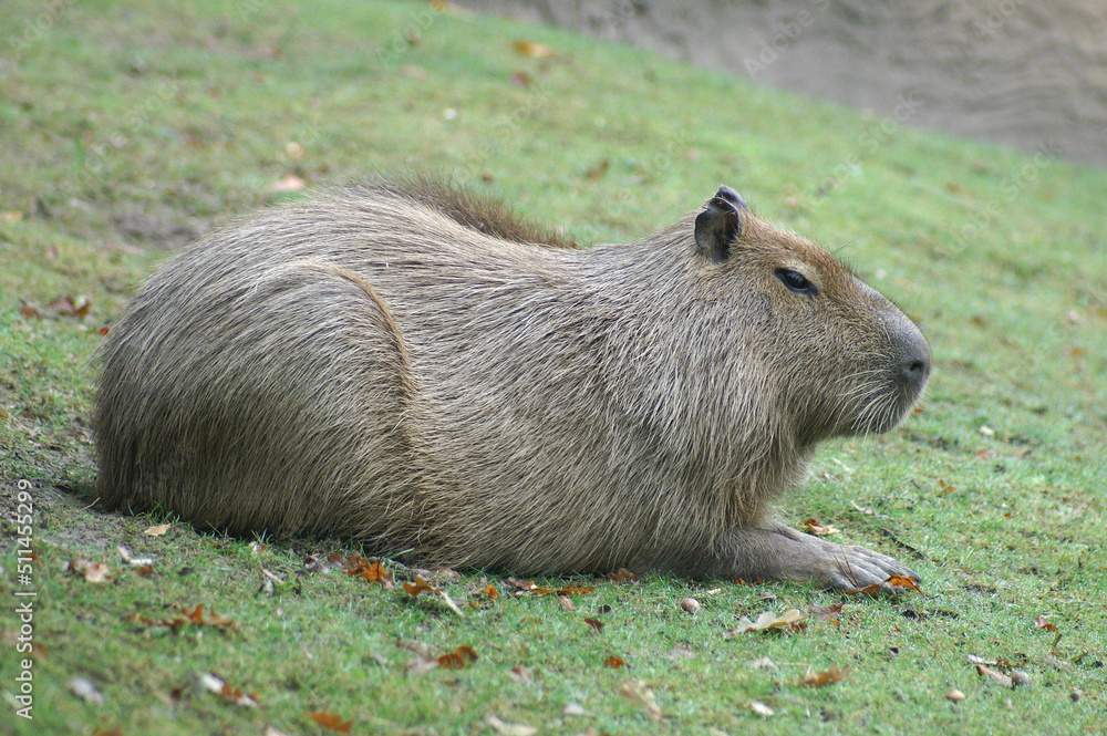 A Capybara resting on the river bank
A Capybara resting on the river bank