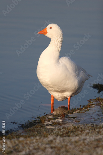 Portrait of a Domestic Goose on the edge of a pond 