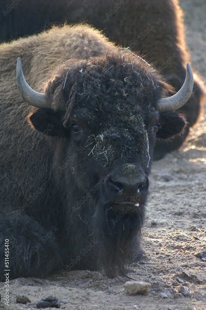 An American Bison resting on the ground
