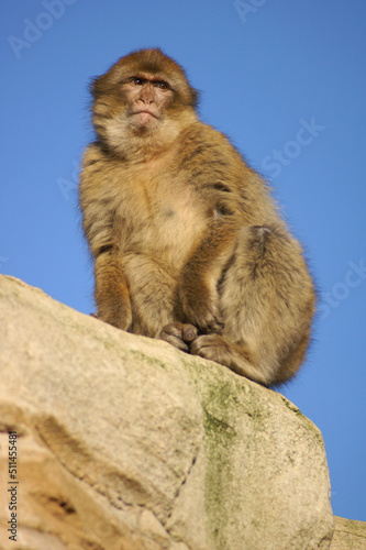 A portrait of a juvenile Barbary Macaque on a rock enjoying the sunlight  © RMMPPhotography