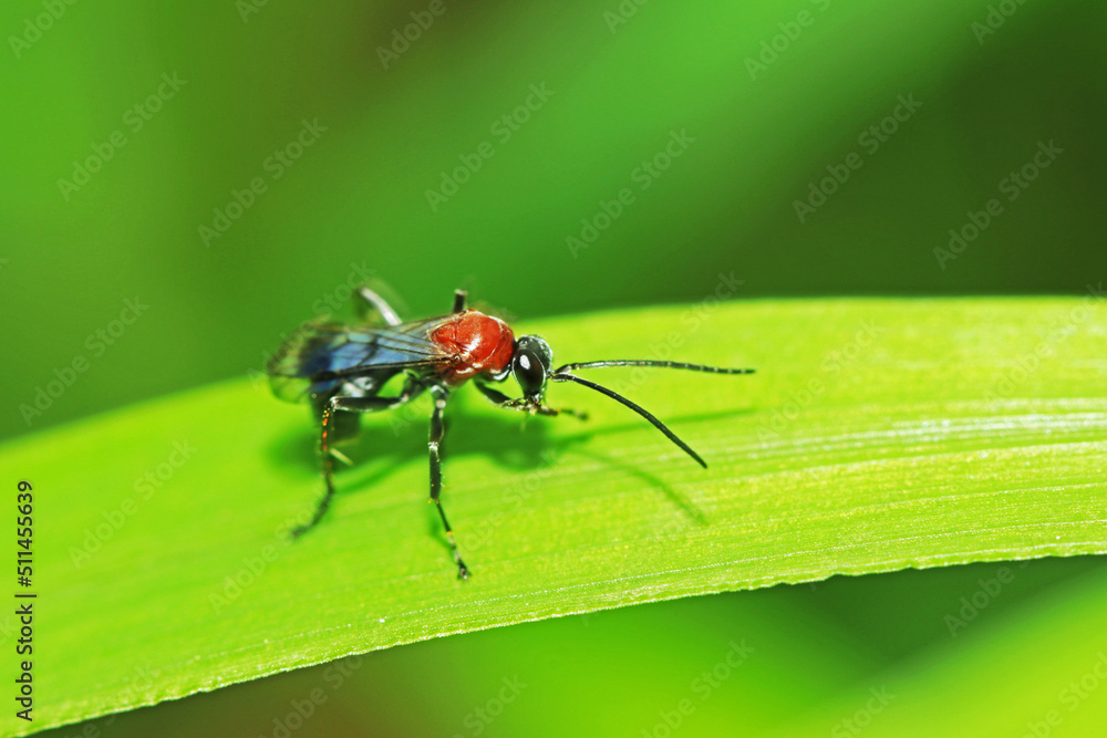 fly on leaf fly on leaf