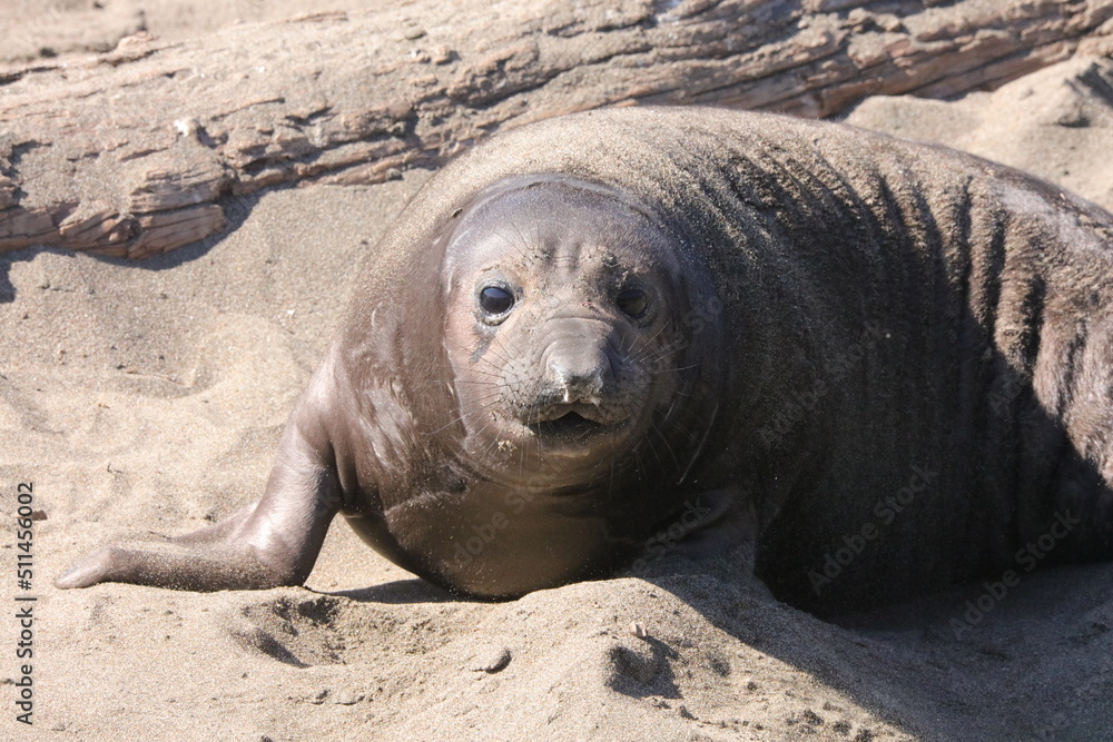 elephant seal elephant seal