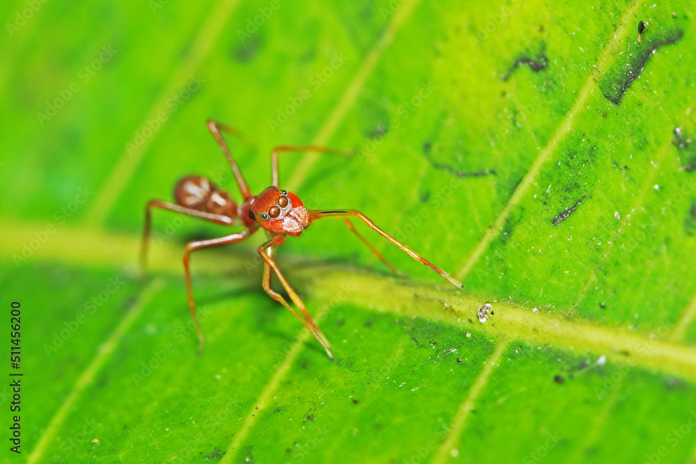 A mimic red ant spider on green leaf A mimic red ant spider on green leaf