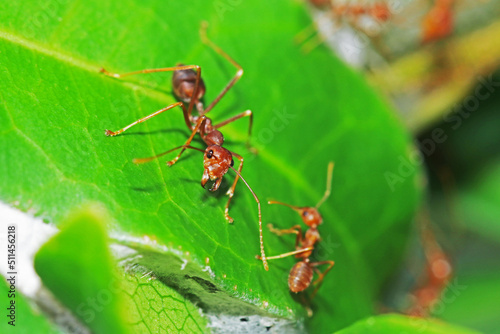 red ant on leaf © Sarin