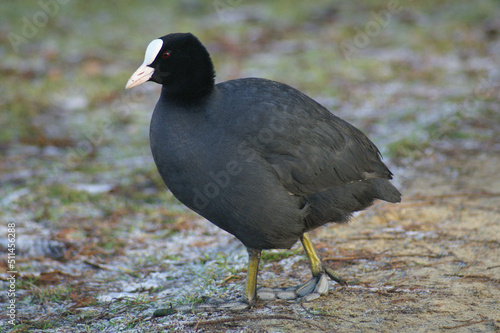 A portrait of an Eurasian Coot walking on the riverside 