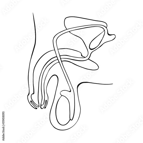 Hand drawn male reproductive system. Doodle organ isolated on white background. Vector illustration.