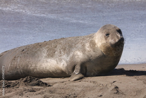 female elephant seal