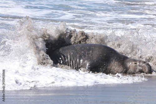 elephant seal