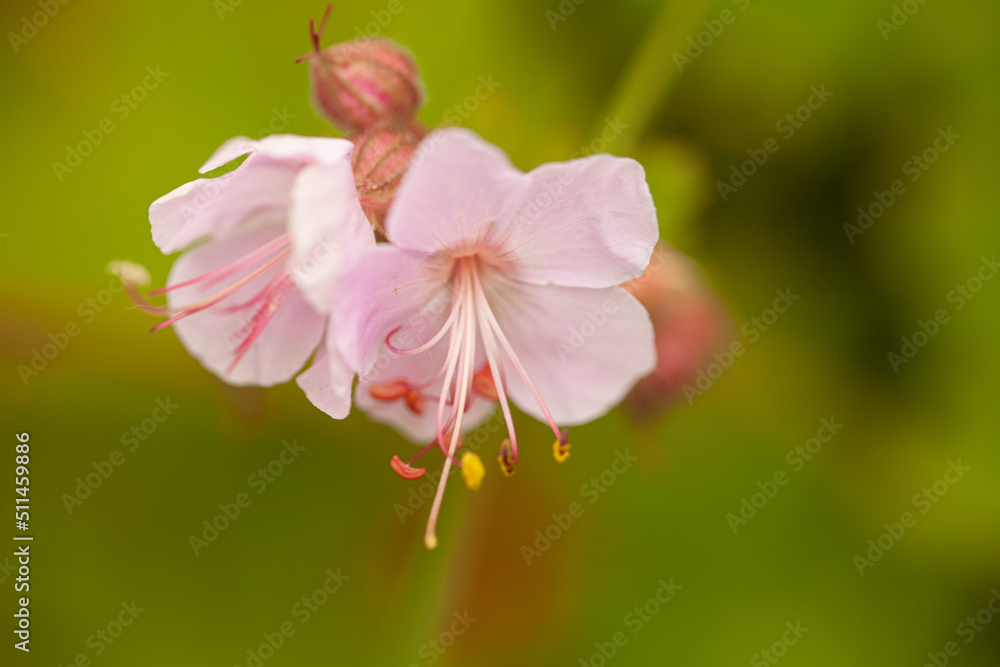 Obraz premium Pink geranium flower on blurred background