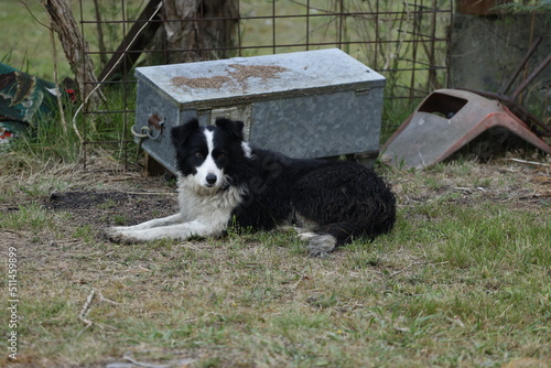 border collie farm dog