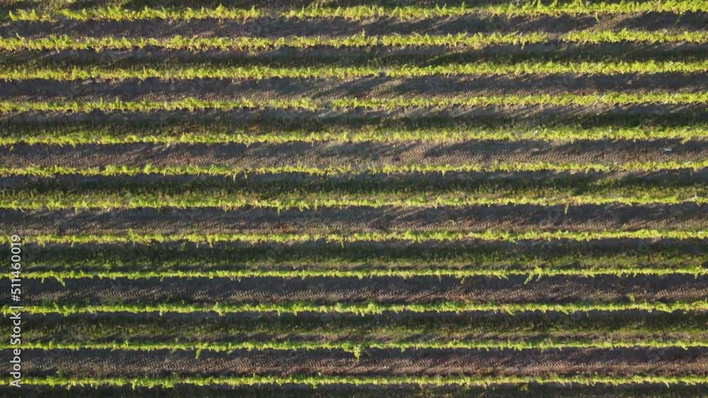 Aerial view of vineyards field plantation on sunset. Cinematic drone aerial view on Green highland valley countryside. Eco farming in wild nature landscape. Tourism, travel concept. Aerial view of vineyards field plantation on sunset. Cinematic drone aerial view on Green highland valley countryside. Eco farming in wild nature landscape. Tourism, travel concept.
