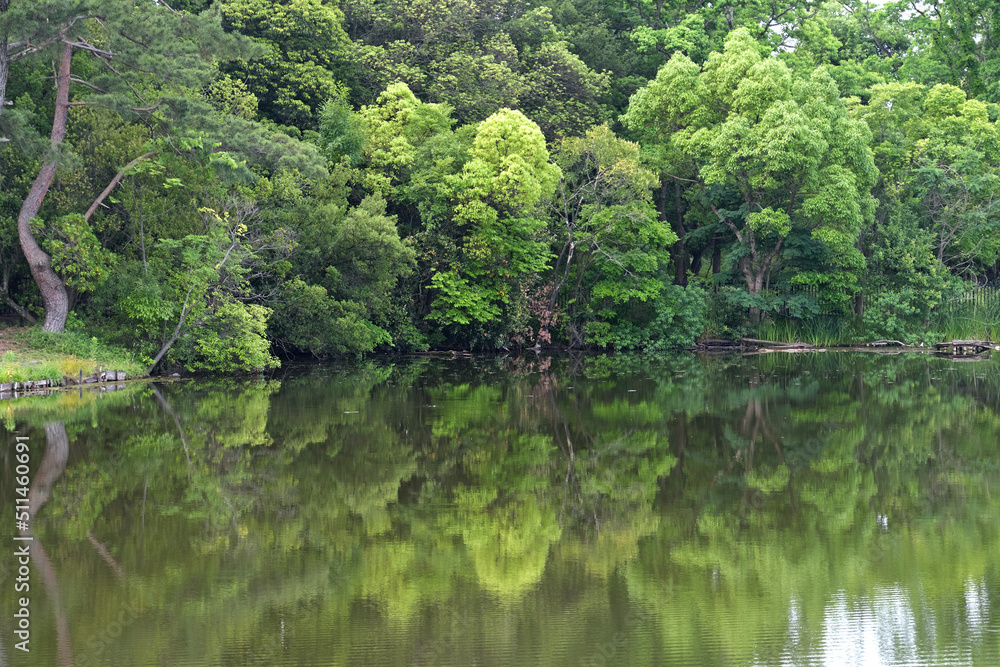 鏡のような池の水面に樹木の緑が鮮やかに映り込んでいる風景