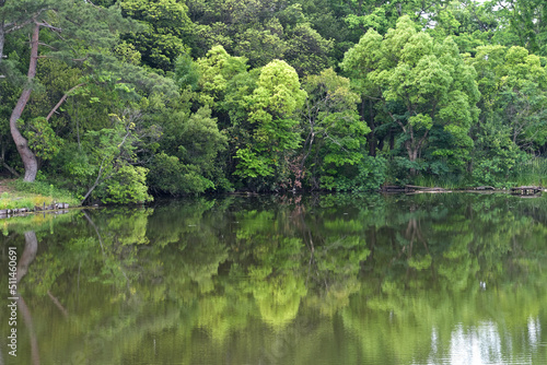 鏡のような池の水面に樹木の緑が鮮やかに映り込んでいる風景