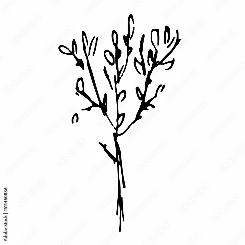 Illustration of a plant. Sketch of the foliage. Hand-drawn line flower Illustration of a plant. Sketch of the foliage. Hand-drawn line flower