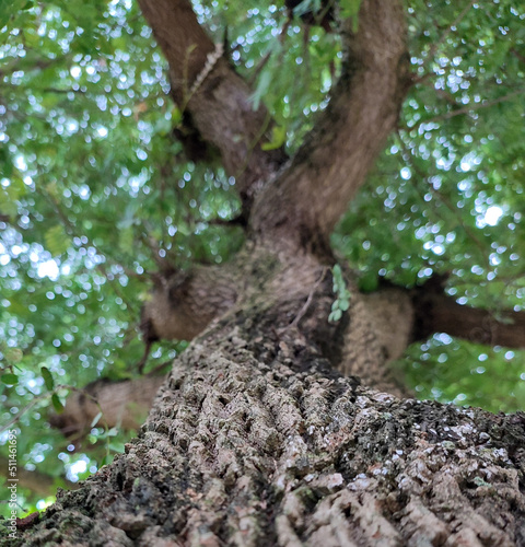 tree with roots and bark pattern