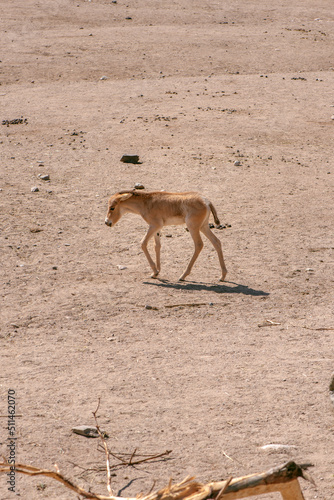 An animal walks through the desert in search of water
