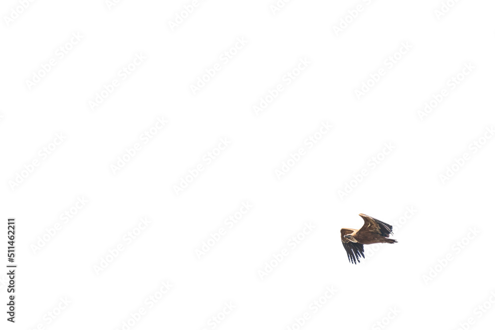Obraz premium Profile view of vulture gliding isolated on white background