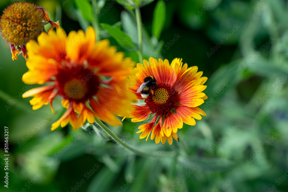 Sommer Blume. Hummel sammelt Polen auf einer Gelb-Orange Blume Sommer Blume. Hummel sammelt Polen auf einer Gelb-Orange Blume