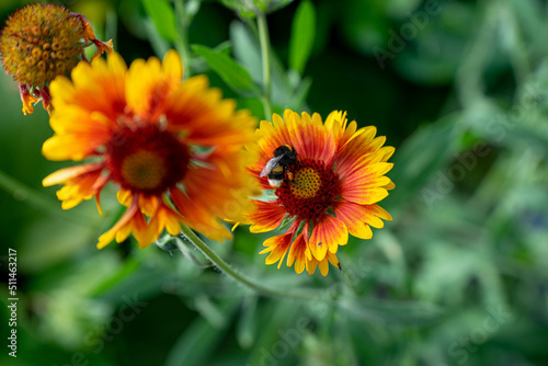 Sommer Blume. Hummel sammelt Polen auf einer Gelb-Orange Blume