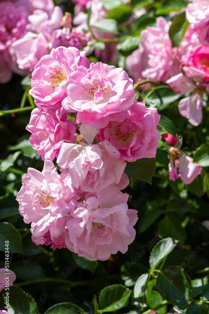 rose in the garden