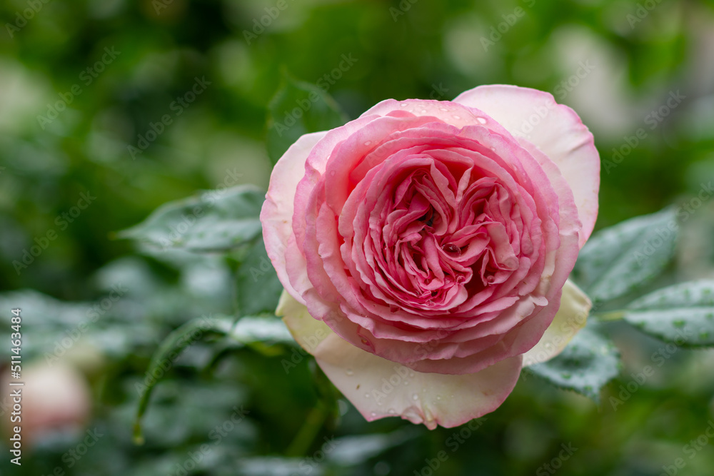 rose in the garden rose in the garden