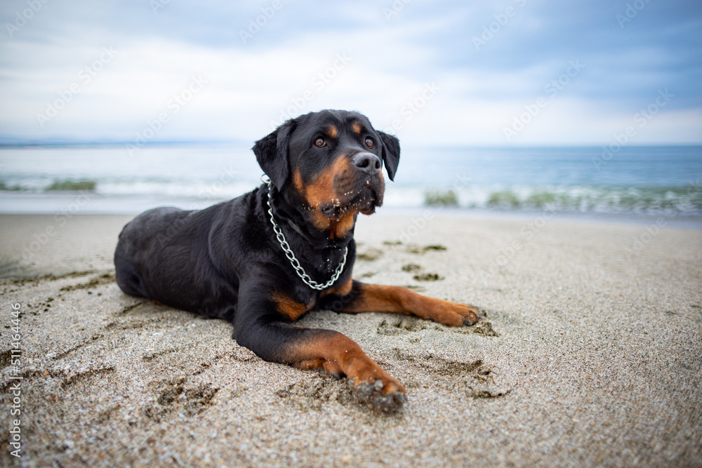 Rottweiler breed dog lies on the beach and listens to the sounds, waiting for the owner Rottweiler breed dog lies on the beach and listens to the sounds, waiting for the owner