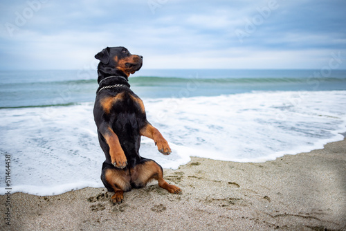 Fototapeta Naklejka Na Ścianę i Meble -  Rottweiler dog sits on the beach against the backdrop of the sea