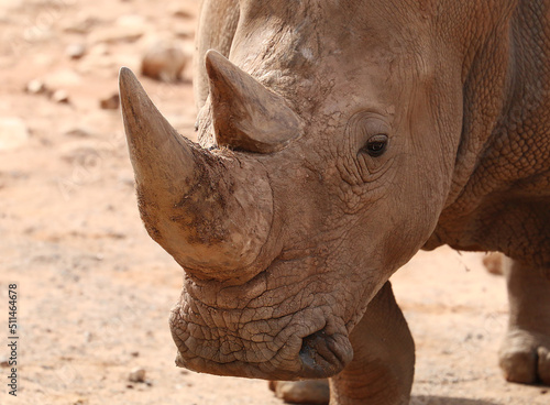 Big rhinoceros close-up, horn animal, brown big animal, sign of danger