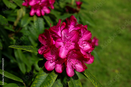 Pink Flower Head on a Rhododendron Bush in Springtime