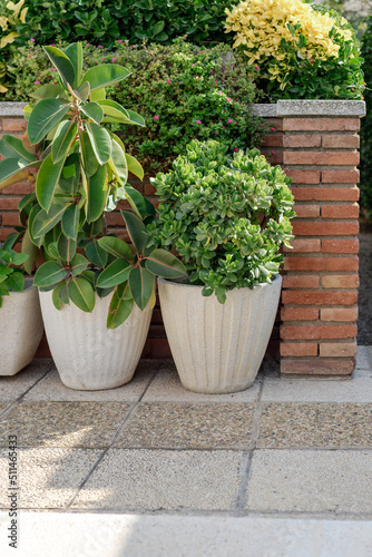 A group of succulents in pots near the brick wall in the yard.