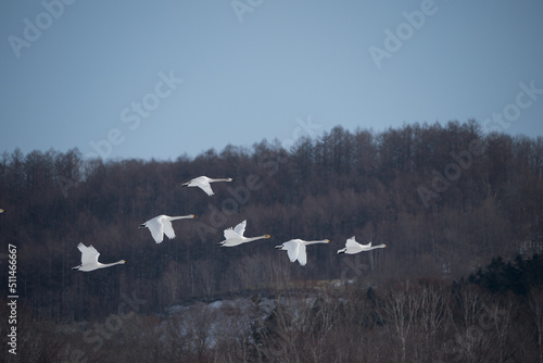 The whooper swan (Cygnus cygnus)