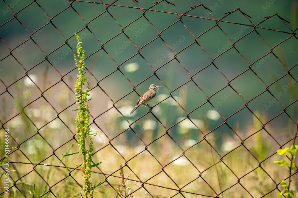 Eastern Olivaceous Warbler (Iduna pallida) in its natural habitat Eastern Olivaceous Warbler (Iduna pallida) in its natural habitat