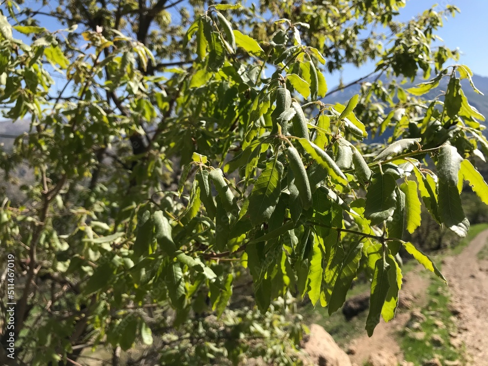 leaves on a tree leaves on a tree